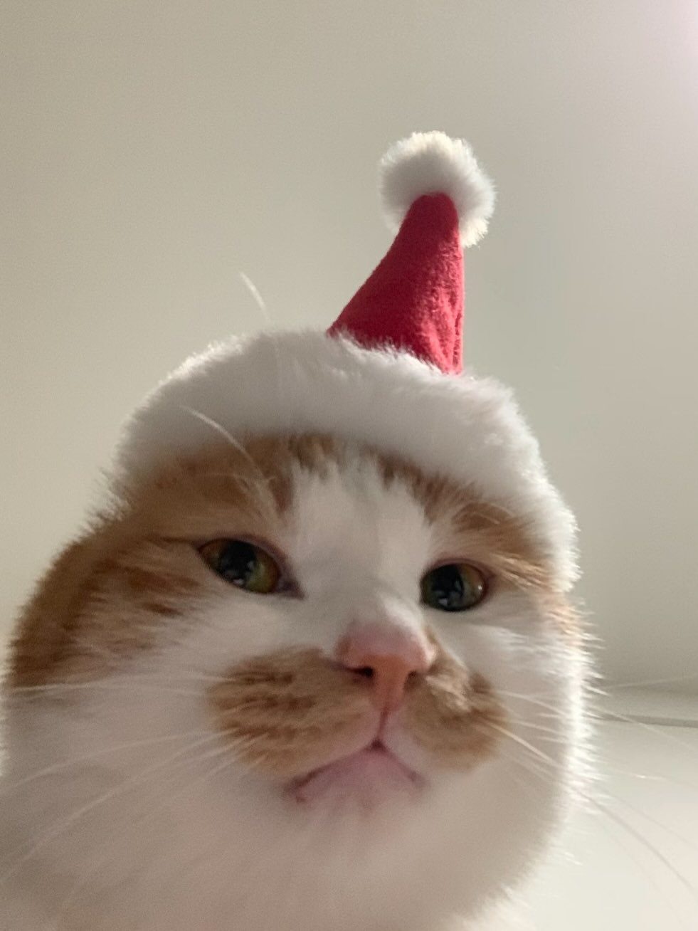 An orange and white cat wearing a tiny red Santa hat looking into the camera.